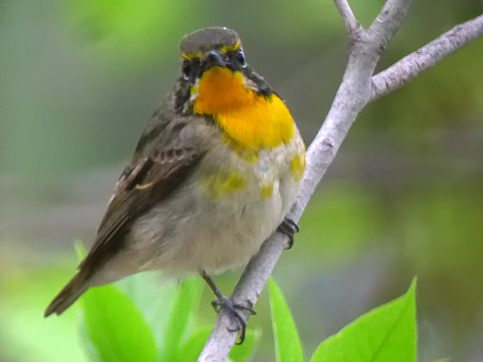 Narcissus Flycatcher