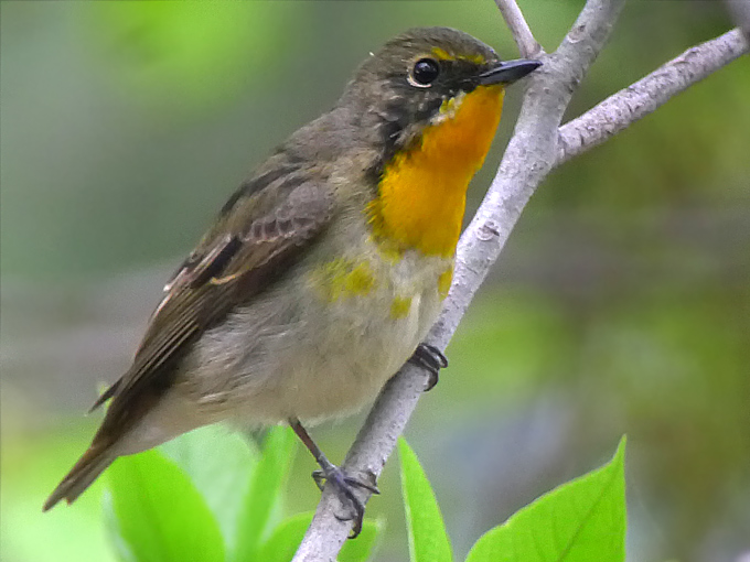Narcissus Flycatcher