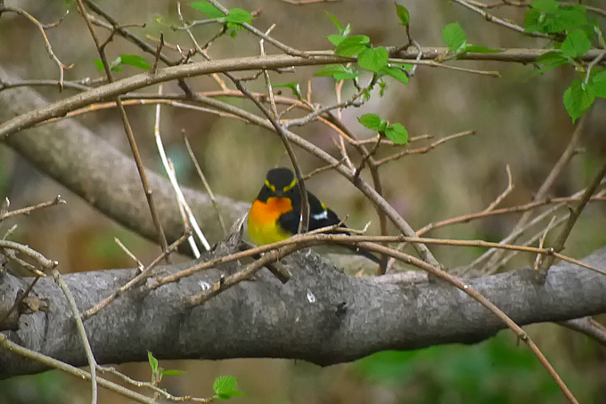Narcissus Flycatcher