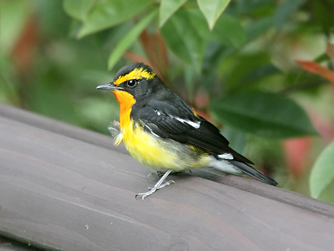 Narcissus Flycatcher