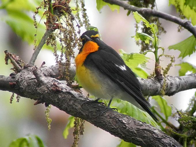 Narcissus Flycatcher