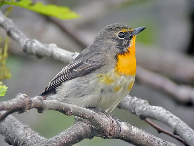 Narcissus Flycatcher