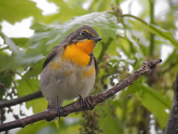 Narcissus Flycatcher