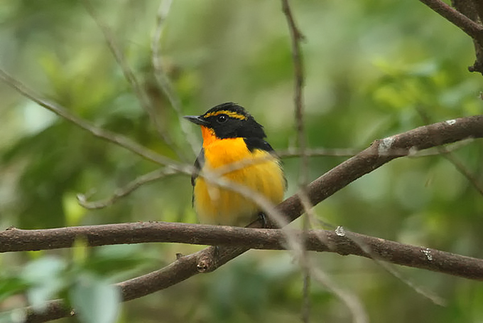 Narcissus Flycatcher