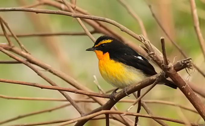 Narcissus Flycatcher