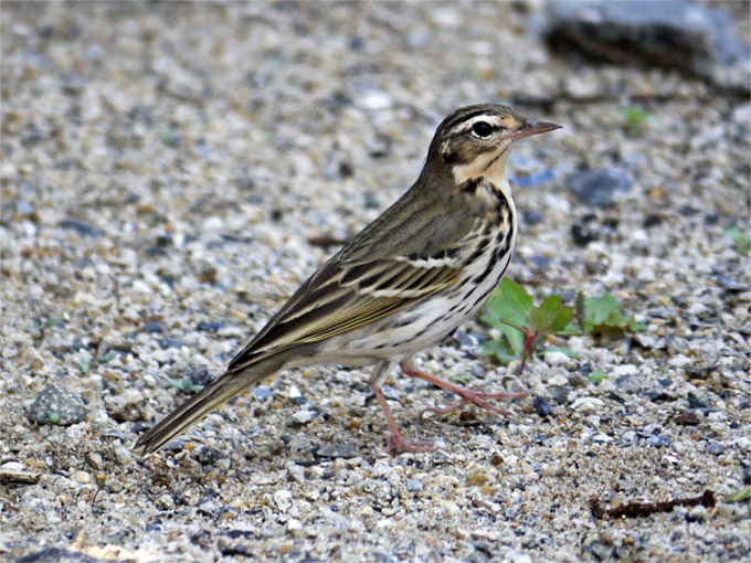 Olive-backed Pipit