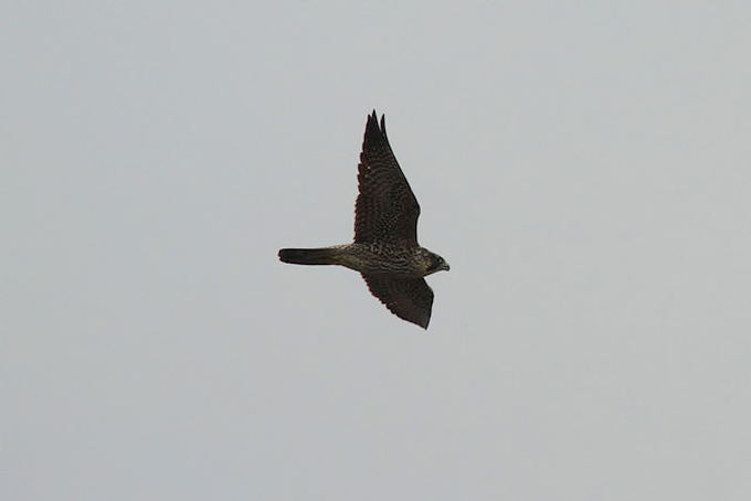 Peregrine Falcon