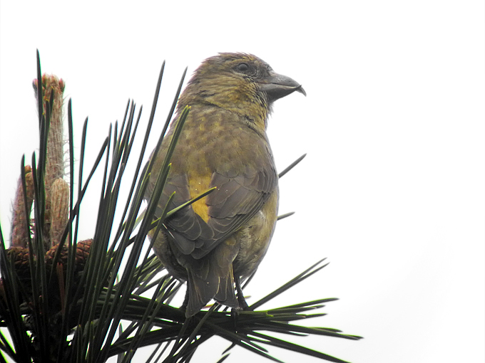 Red Crossbill