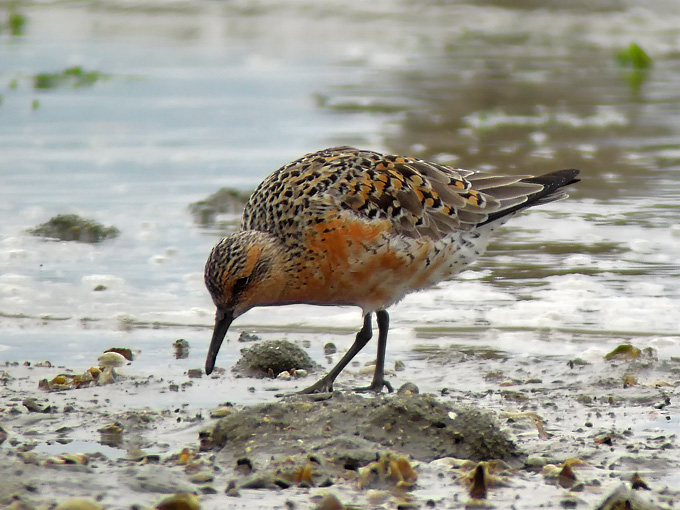 Red Knot