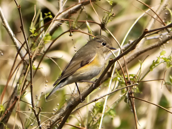 Red-flanked Bluetail