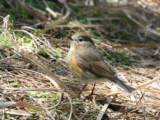 Red-flanked Bluetail
