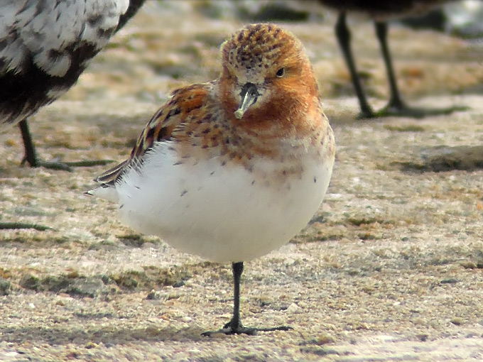 Red-necked Stint