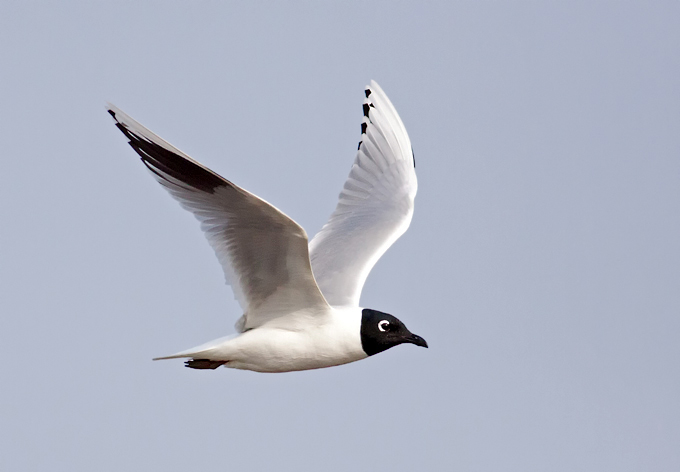 Saunders's Gull