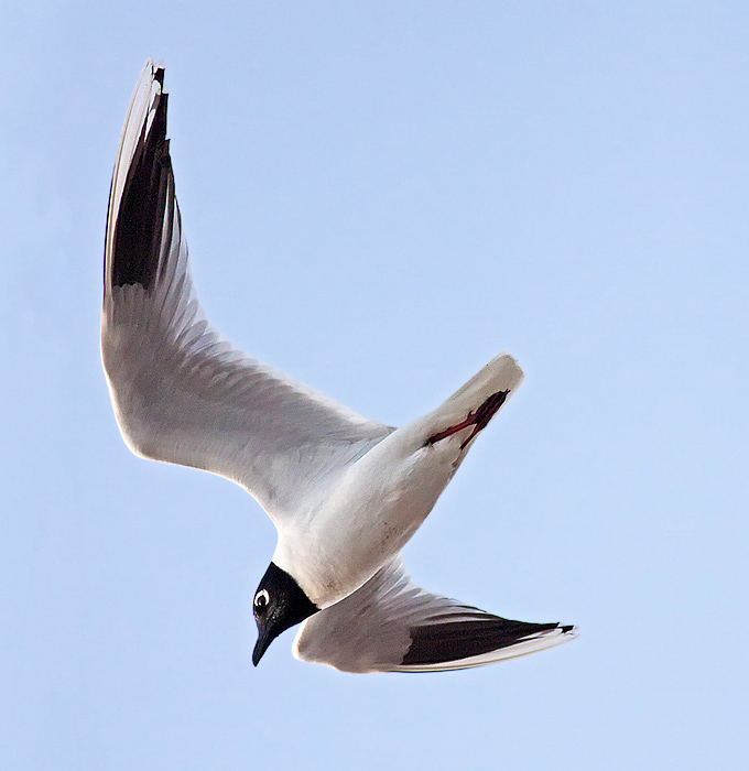 Saunders's Gull