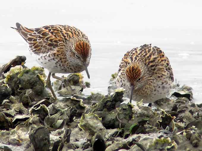 Sharp-tailed Sandpiper
