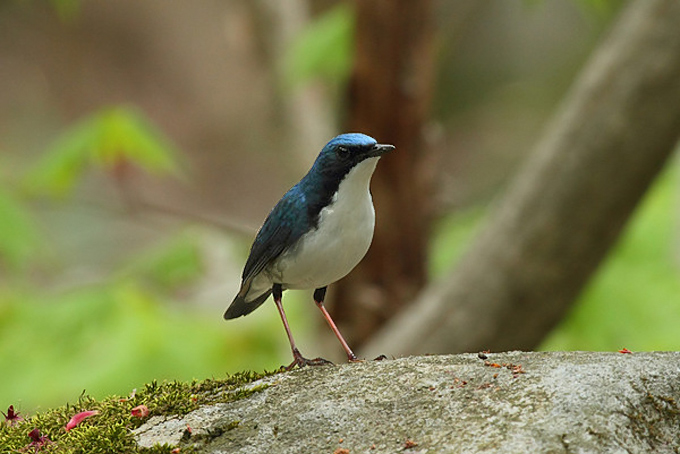 Siberian Blue Robin