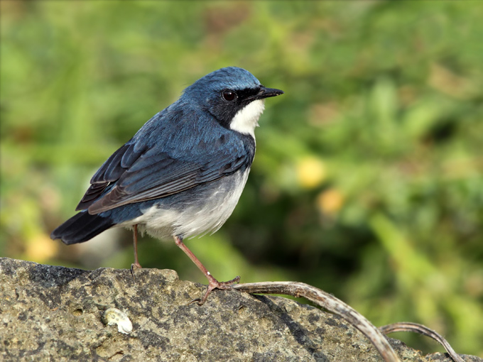 Siberian Blue Robin