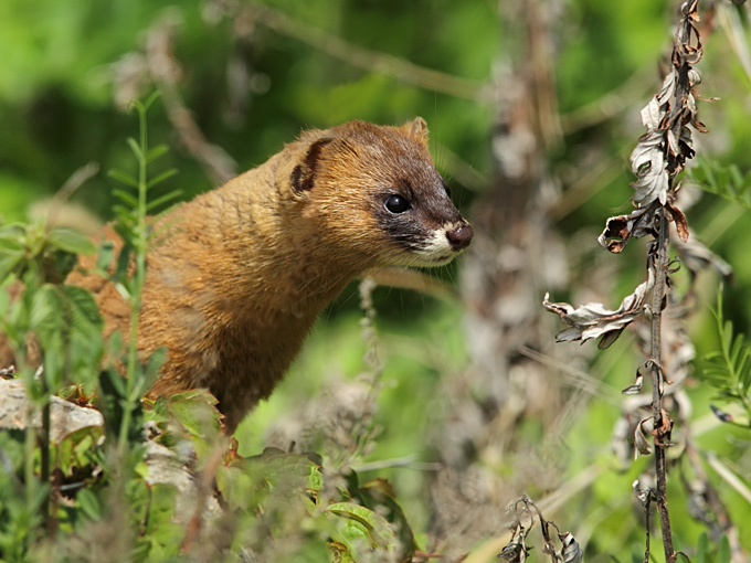 Siberian Weasel
