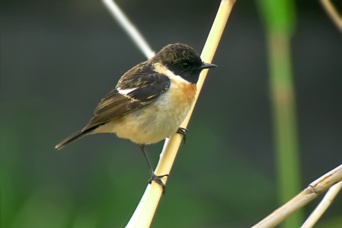 Stejneger's Stonechat
