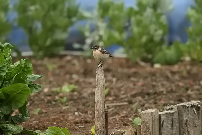 Stejneger's Stonechat