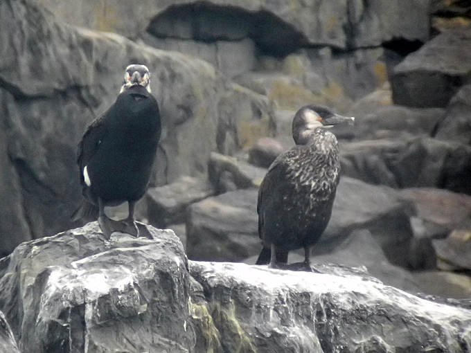 Temminck's Cormorant