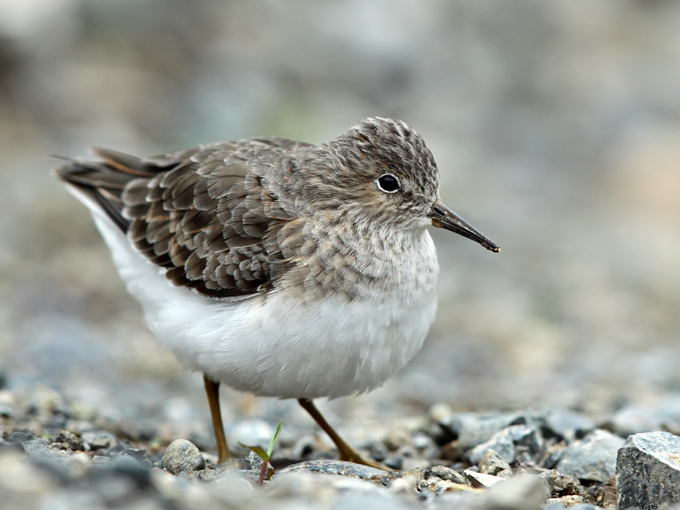Temminck's Stint
