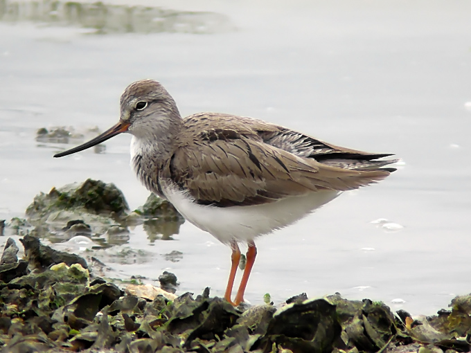 Terek Sandpiper