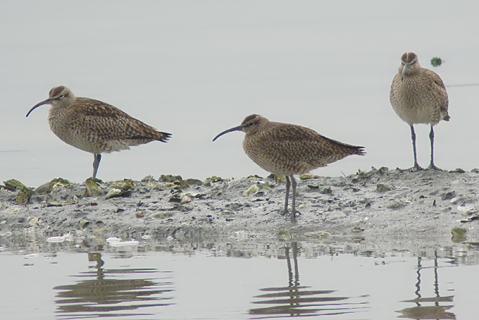 Whimbrel
