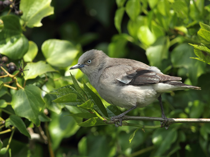 White-shouldered Starling