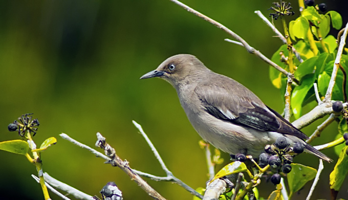 White-shouldered Starling