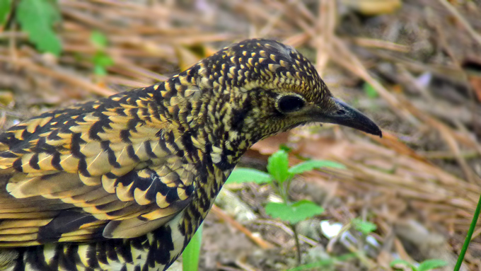 White's Thrush