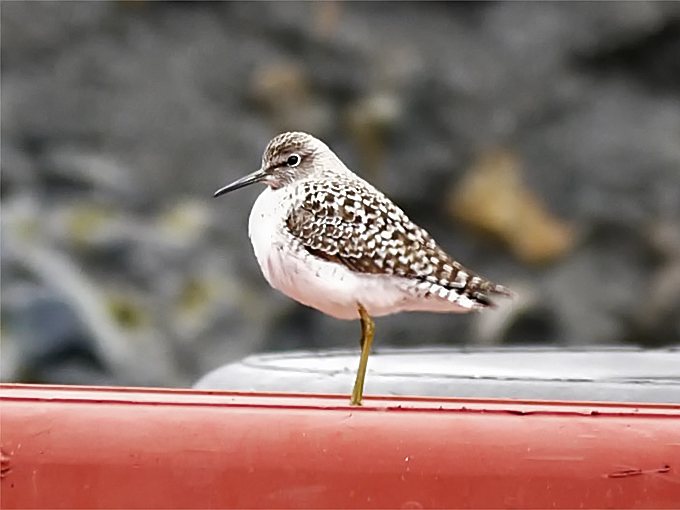 Wood Sandpiper