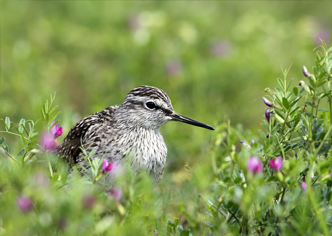 Wood Sandpiper