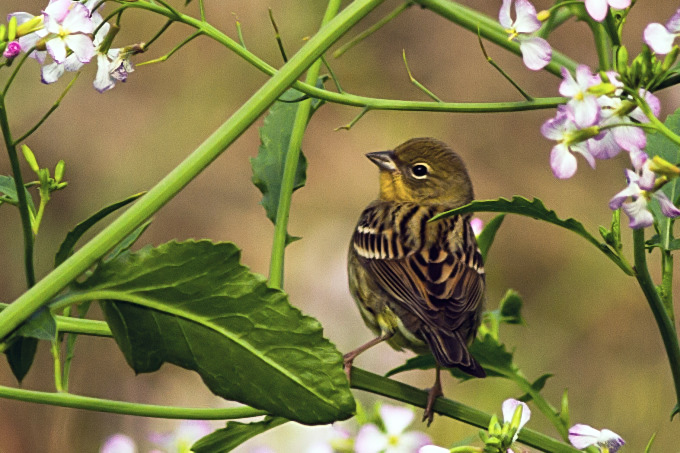 Yellow Bunting
