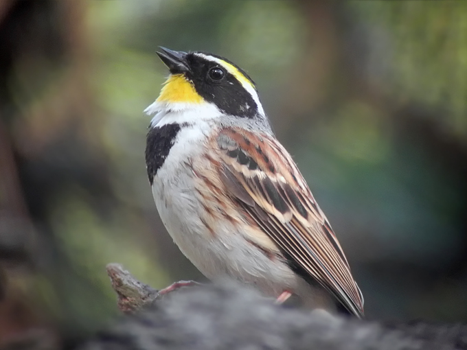 Yellow-throated Bunting
