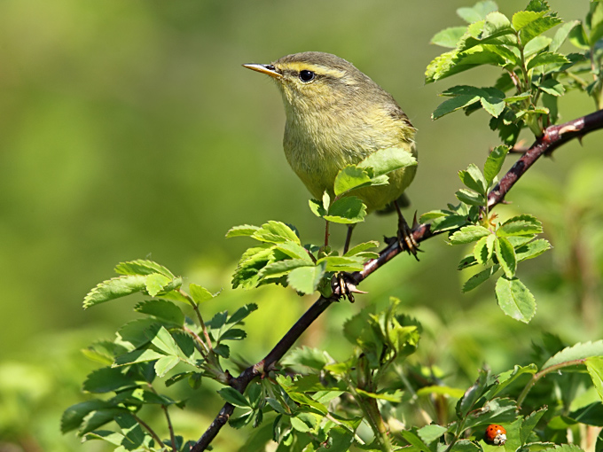 Alpine Leaf Warbler