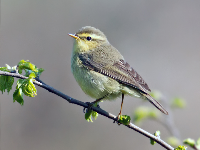 Alpine Leaf Warbler