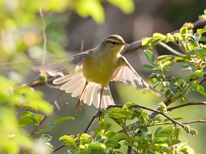 Alpine Leaf Warbler