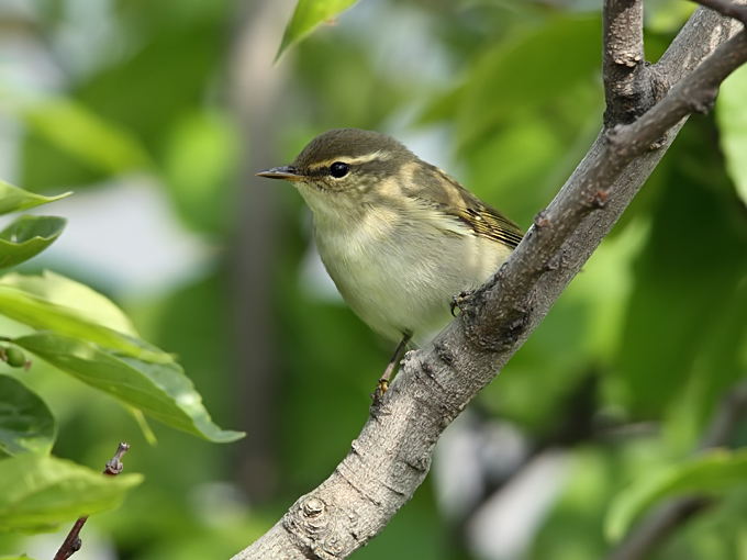 Arctic Warbler