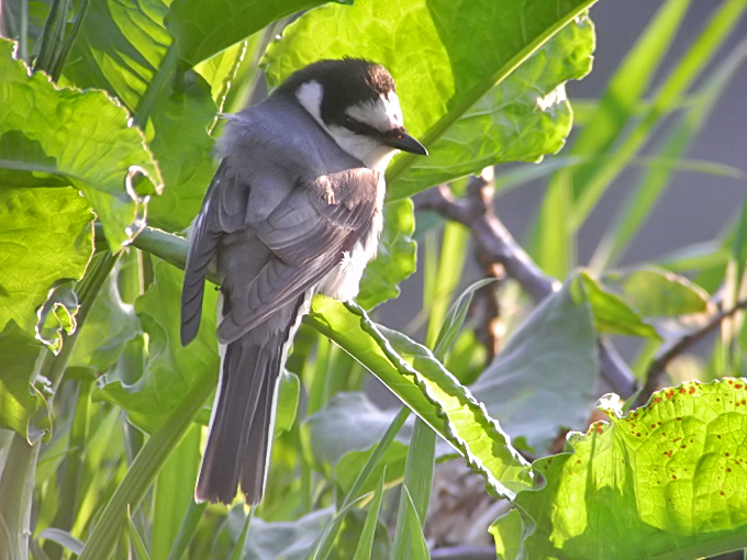 Ashy Minivet