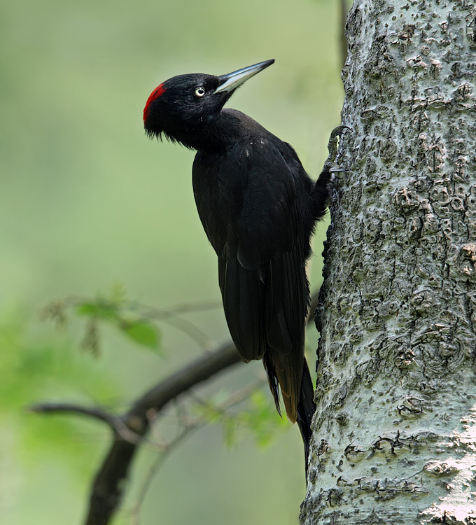 Black Woodpecker