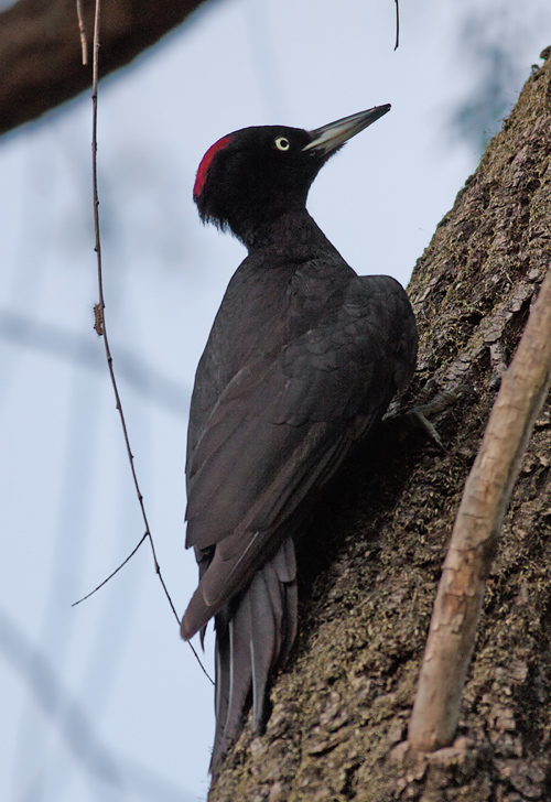 Black Woodpecker