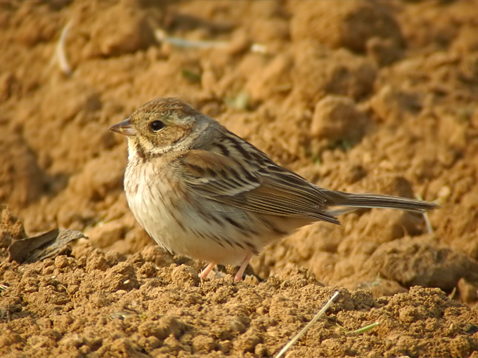 Black-faced Bunting