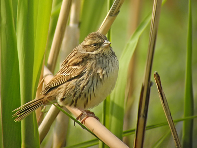 Black-faced Bunting