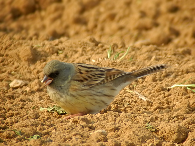 Black-faced Bunting