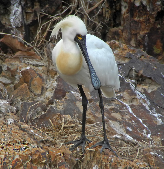 Black-faced Spoonbill