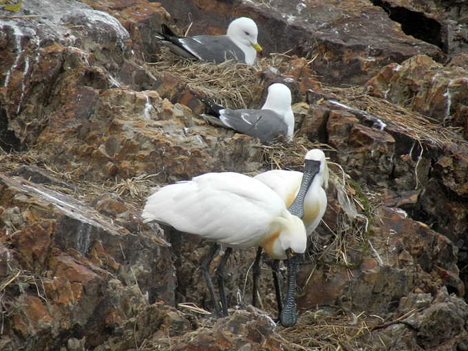 Black-faced Spoonbill