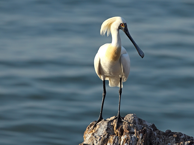 Black-faced Spoonbill