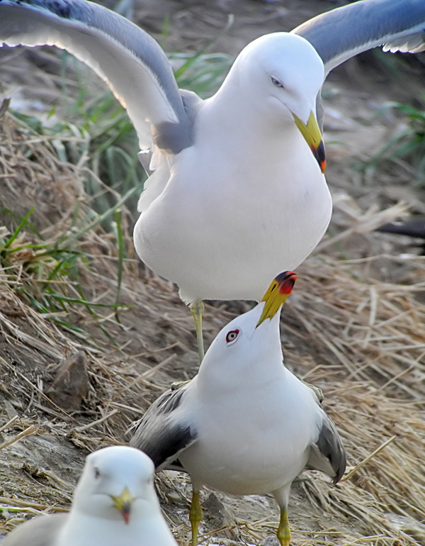Black-tailed Gull