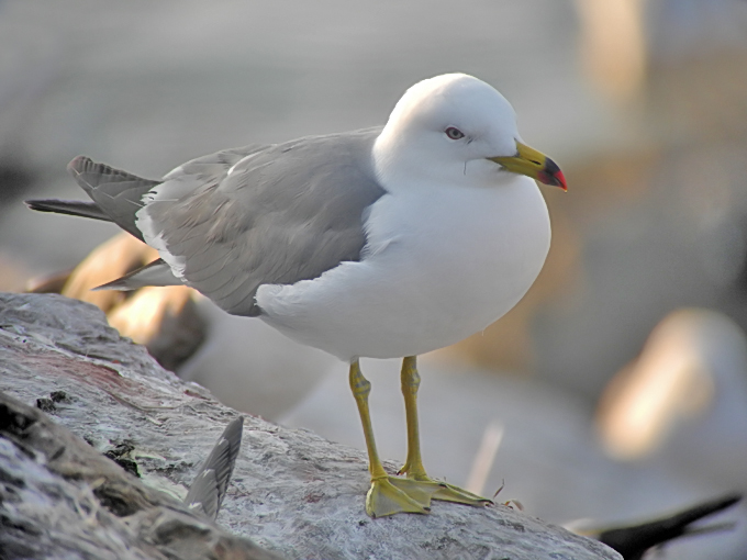 Black-tailed Gull
